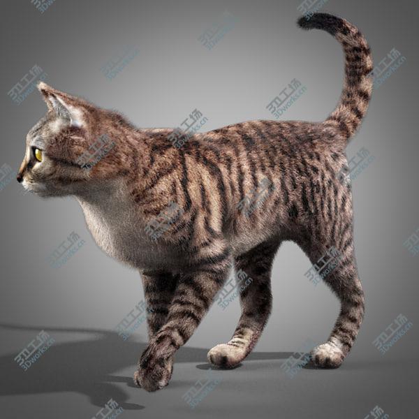 images/goods_img/20210312/Striped Cat/2.jpg